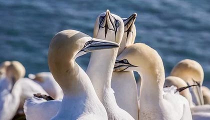 黑料盘点:万里长征小说3种类型,圈内人上榜理由彻底令人争议四起