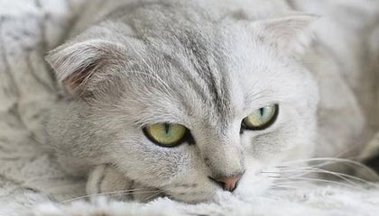 迅雷专区：开启下载新纪元的高效体验